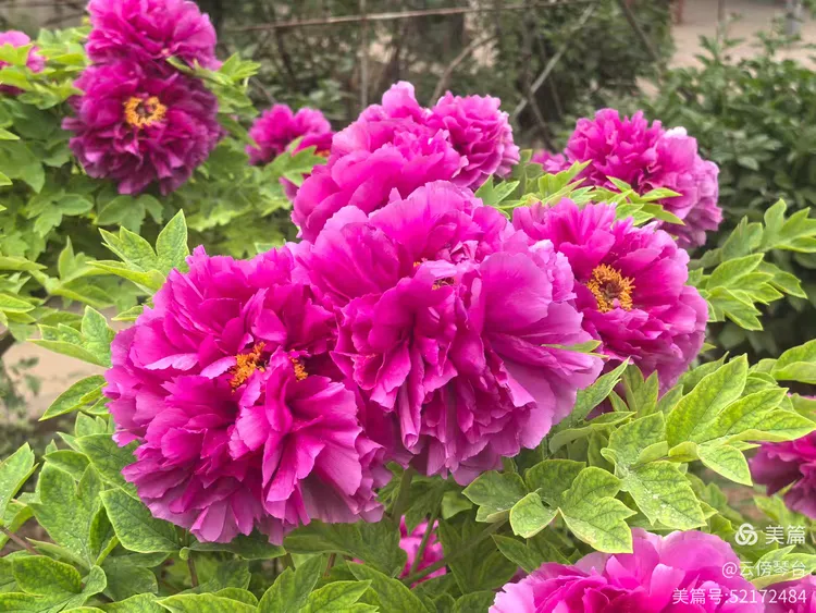 咏牡丹王维俭种得新苗到我家春来已发两三芽捧心怎忍当年见﻿舍命知君不舍花